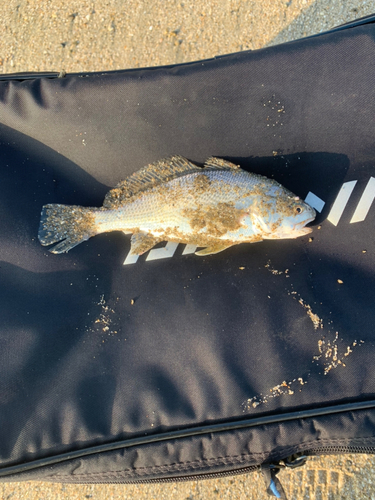 イシモチの釣果