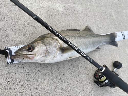 シーバスの釣果