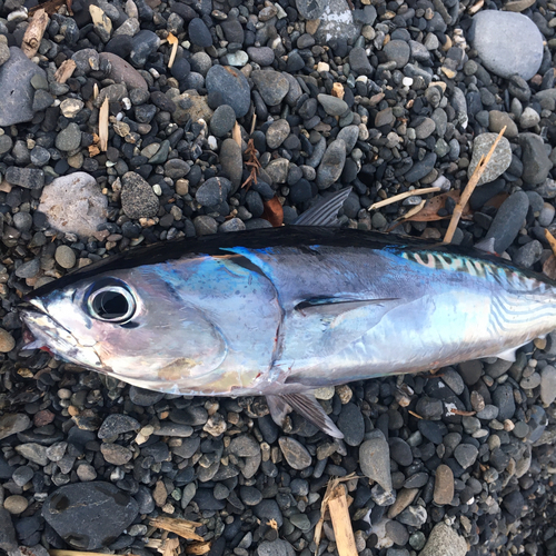 ソウダガツオの釣果