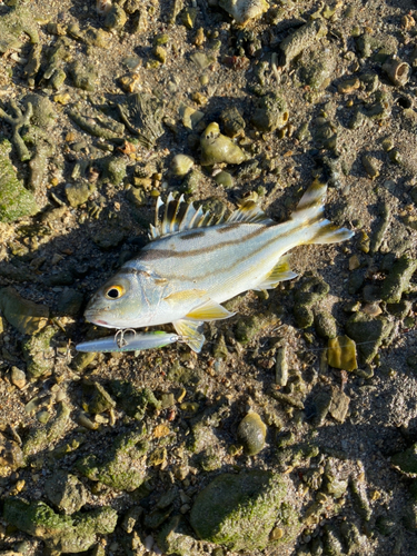 コトヒキの釣果