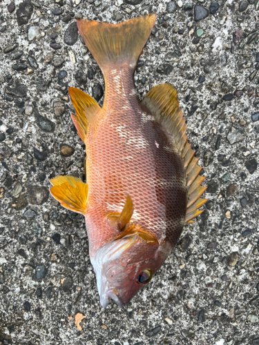 シブダイの釣果