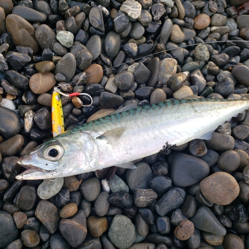 サバの釣果