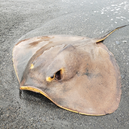 アカエイの釣果