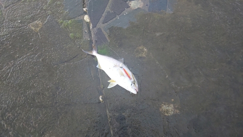 ショゴの釣果