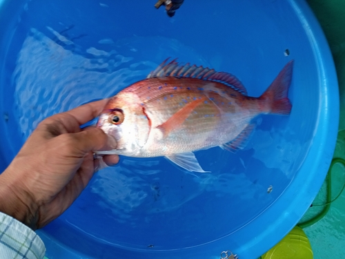 ハナダイの釣果