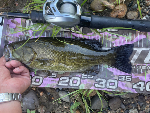 スモールマウスバスの釣果