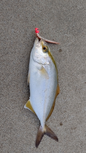 ショゴの釣果