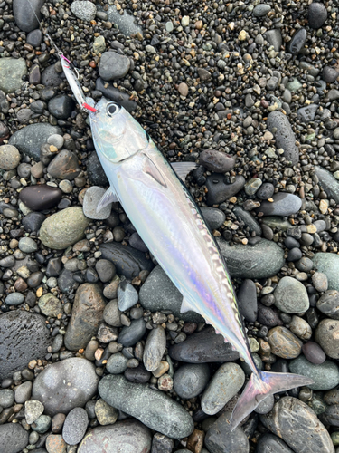 ソウダガツオの釣果