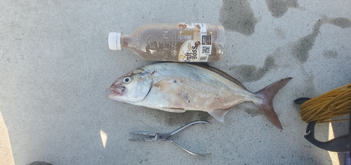 ショゴの釣果