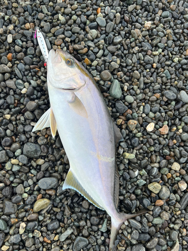 ショゴの釣果