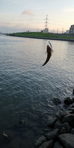 コチの釣果