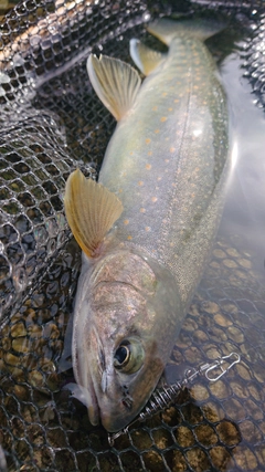 オショロコマの釣果