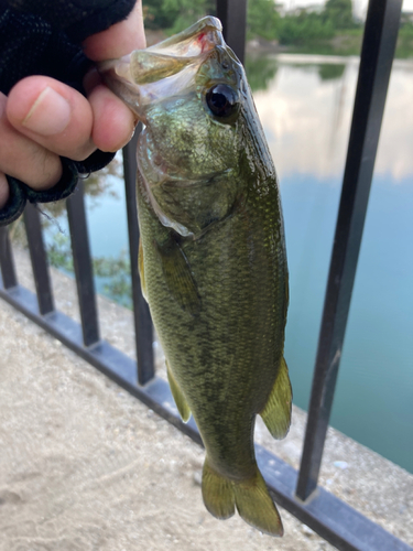 ラージマウスバスの釣果