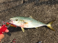 ツバスの釣果