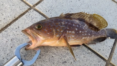 キジハタの釣果