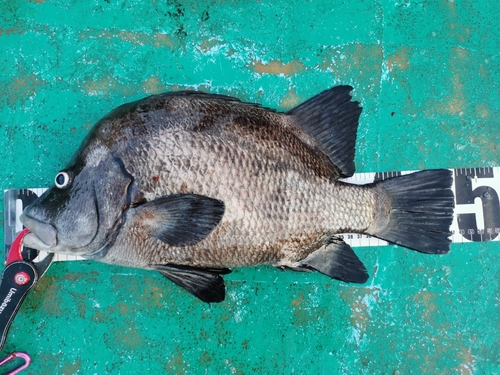 ヒゲダイの釣果