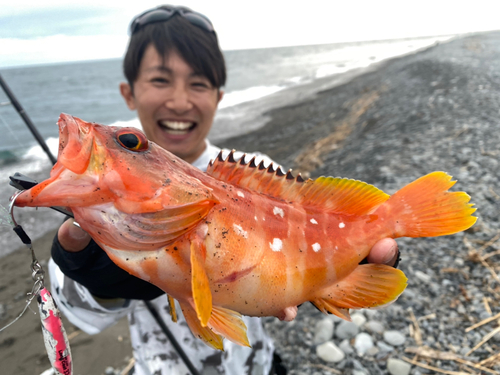 アカハタの釣果