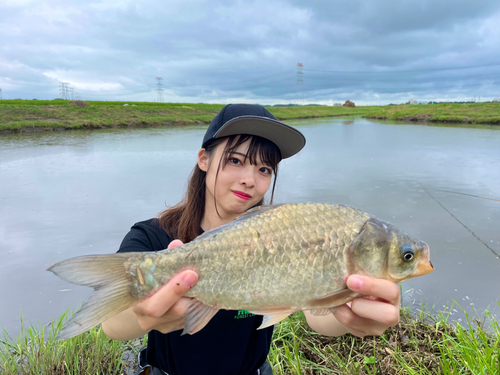 ヘラブナの釣果