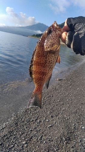 オオモンハタの釣果