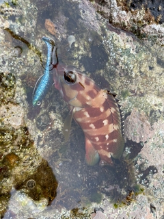 アカハタの釣果