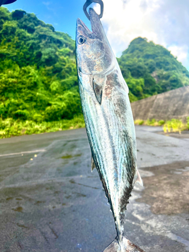 ハガツオの釣果