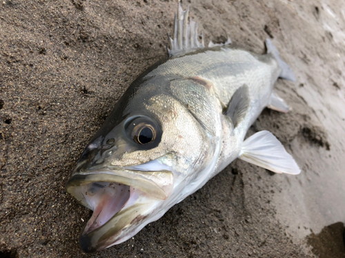 フッコ（マルスズキ）の釣果