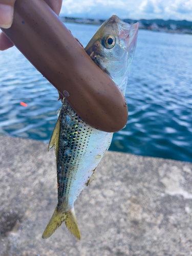 コノシロの釣果