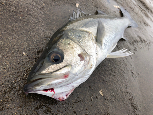 フッコ（マルスズキ）の釣果