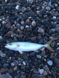 ワカシの釣果