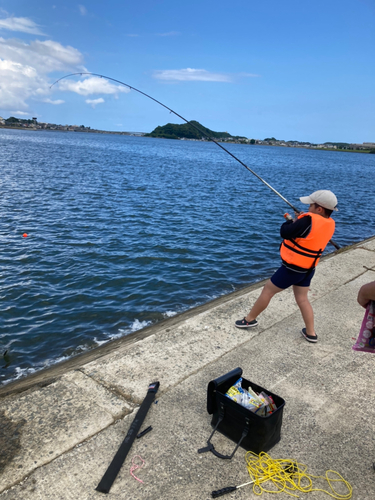 コノシロの釣果