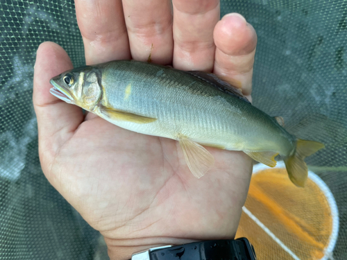 アユの釣果