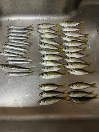 アジの釣果