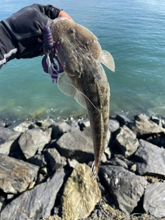 マゴチの釣果