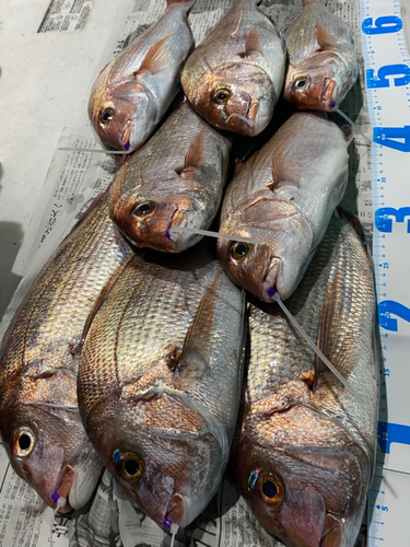 マダイの釣果