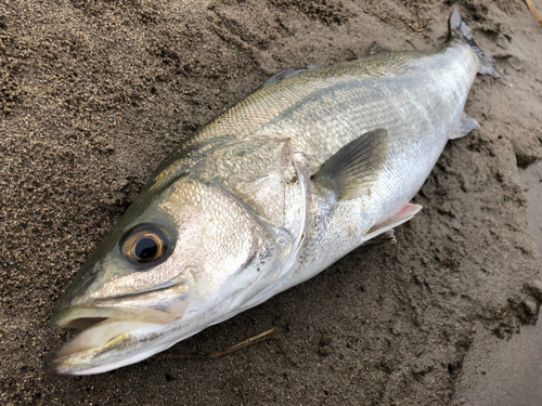 スズキの釣果