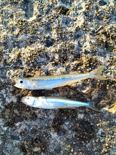 イワシの釣果