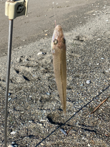 シロギスの釣果