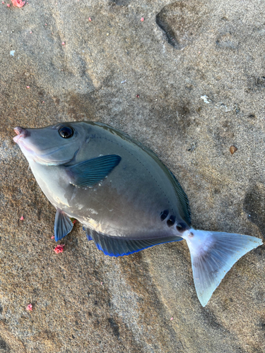 サンノジの釣果