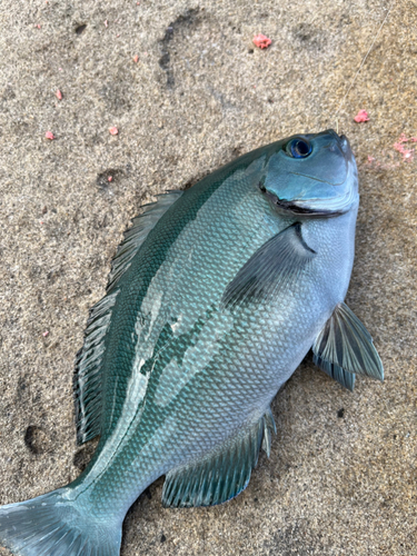 オナガグレの釣果