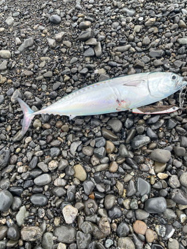 ソウダガツオの釣果