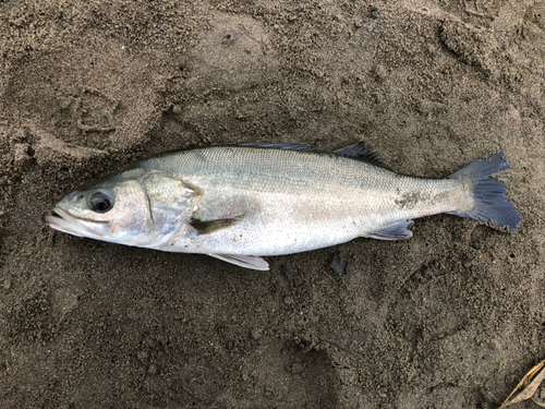 スズキの釣果