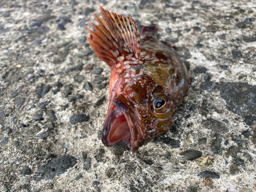 カサゴの釣果