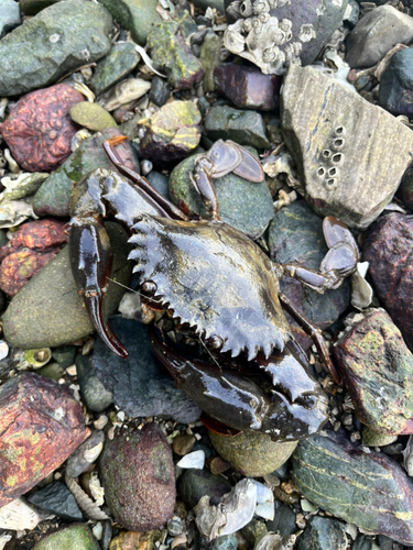 ワタリガニの釣果