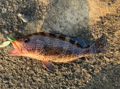 オオモンハタの釣果