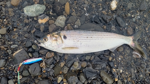 オオモンハタの釣果