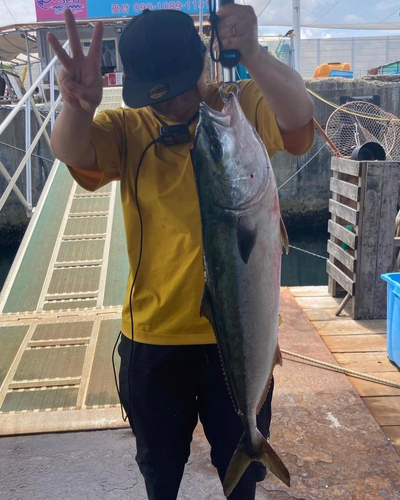 ハマチの釣果