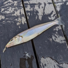 シロギスの釣果