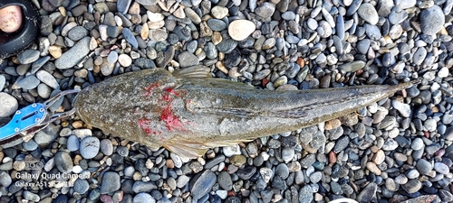 マゴチの釣果