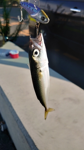 サバの釣果