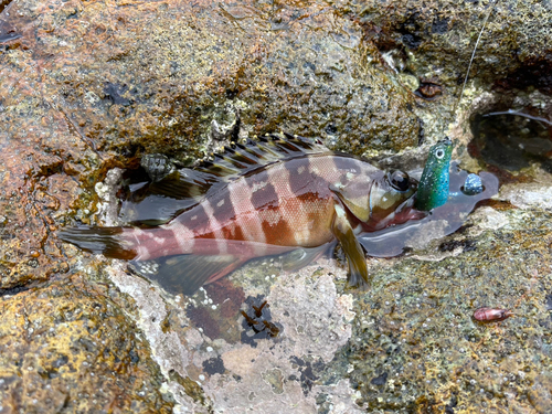 アカハタの釣果